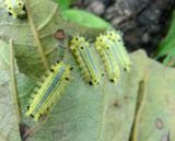 팜모닝 자유주제·자유게시판 게시글 이미지