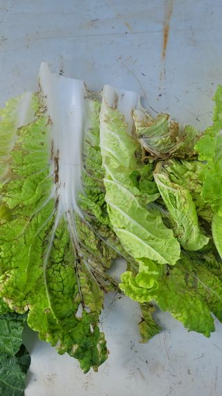 김진복님의 자유주제 · 자유게시판 작성글 사진