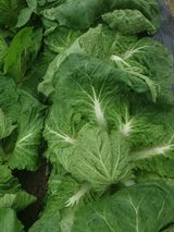 팜모닝 농사, 무엇이든 물어보세요!·참여글 게시글 이미지