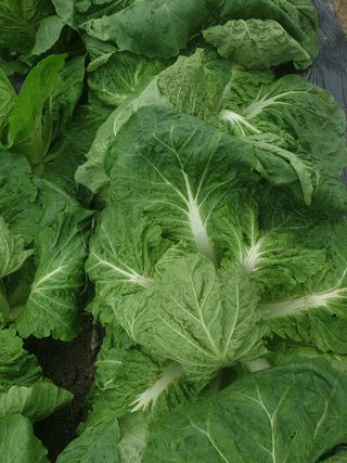 하병호님의 농사, 무엇이든 물어보세요! · 참여글 작성글 사진