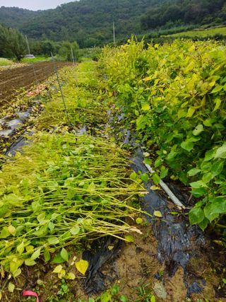 이무기님의 자유주제 · 자유게시판 작성글 사진
