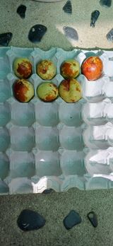 팜모닝 자유주제·자유게시판 게시글 이미지