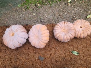 체리 김성자님의 자유주제 · 자유게시판 작성글 사진