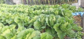 김영문님의 자유주제 · 자유게시판 작성글 사진