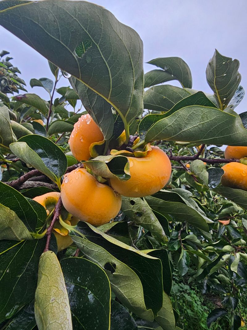 천승준님의 장터 판매 상품 [반시(홍시감) 5kg] 첨부 사진