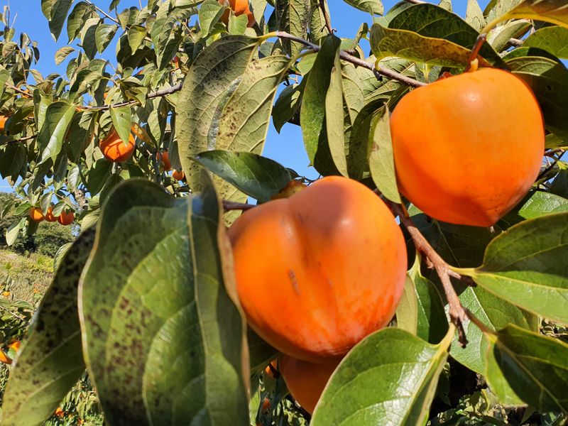 황금빛농원님의 장터 판매 상품 [영암 대봉감 10kg 특품] 첨부 사진