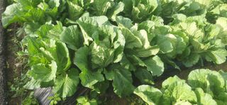 김영문님의 자유주제 · 자유게시판 작성글 사진