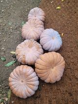 팜모닝 자유주제·자유게시판 게시글 이미지