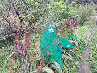 표고버섯18837님의 자유주제 · 자유게시판 작성글 사진