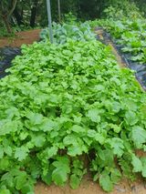 팜모닝 자유주제·자유게시판 게시글 이미지