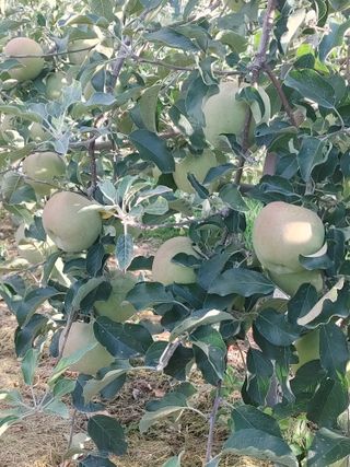 숲속의사나이님의 작성글 사진