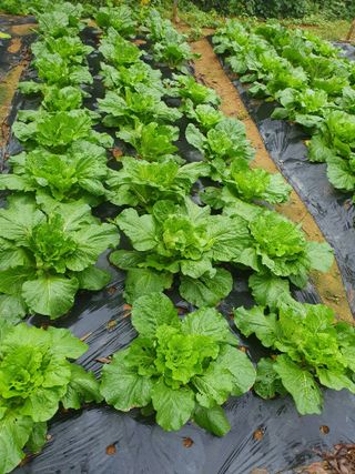 평강님의 자유주제 · 자유게시판 작성글 사진