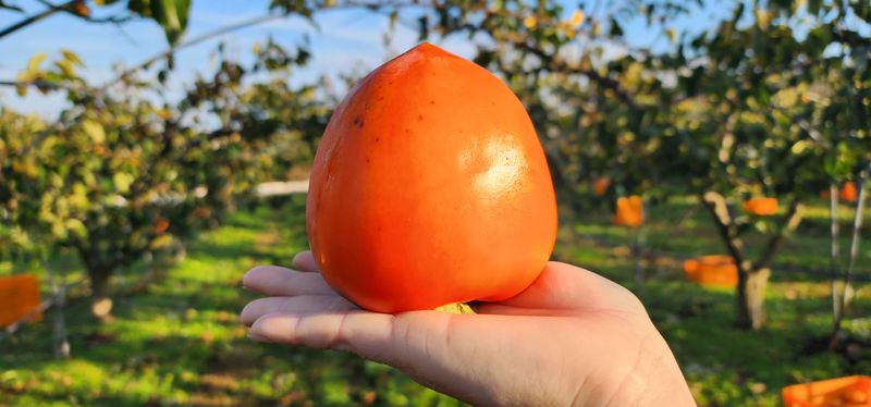 장터 상품 [영암 대봉감 10kg 특품] 썸네일