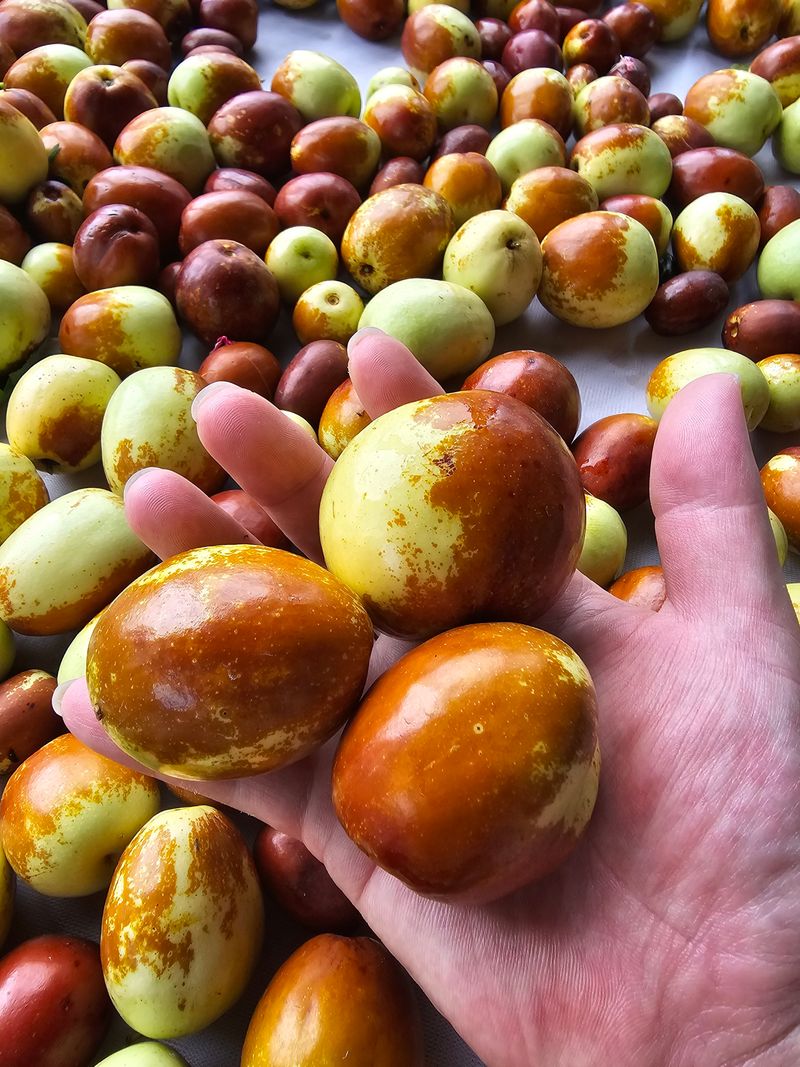 천승준님의 장터 판매 상품 [밀양 사과대추 1kg] 첨부 사진