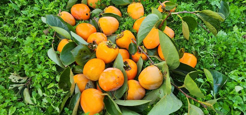 황금빛농원님의 장터 판매 상품 [영암 대봉감 10kg 특품] 첨부 사진