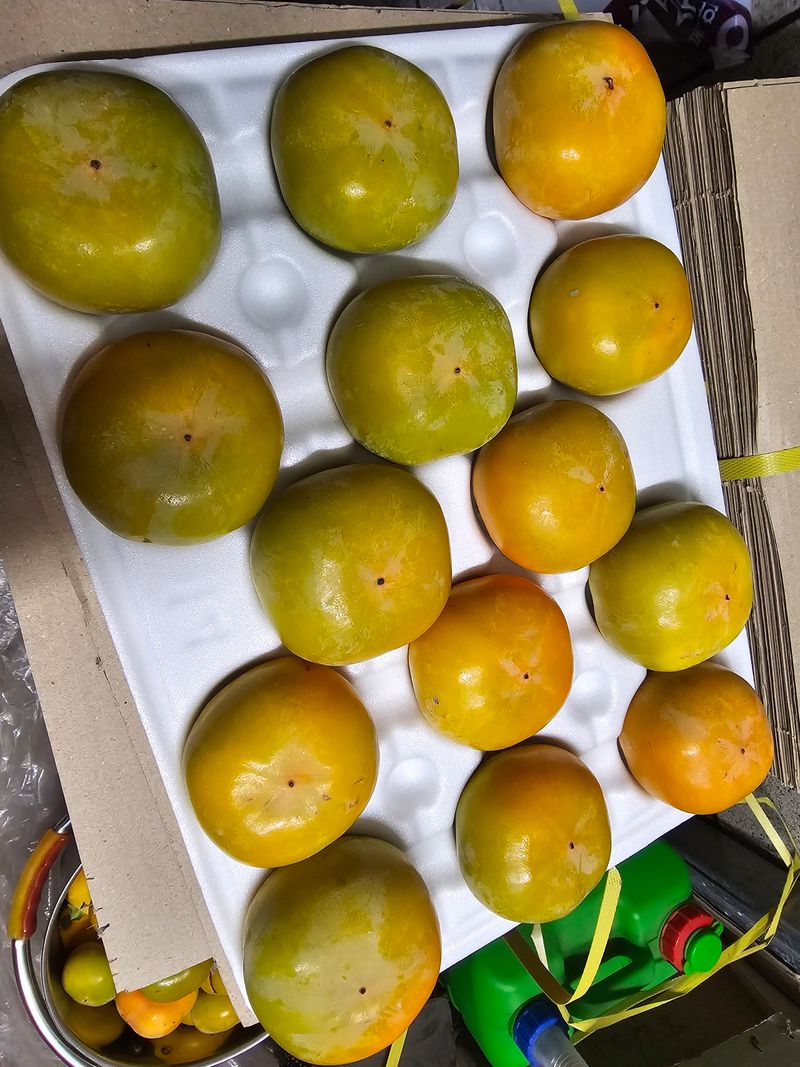 천승준님의 장터 판매 상품 [반시(홍시감) 5kg] 첨부 사진