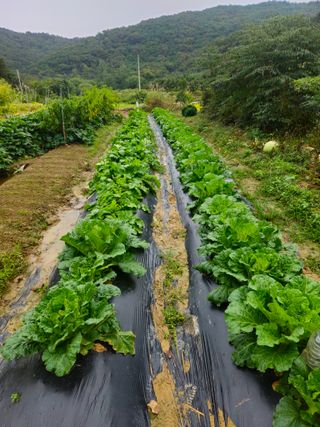 이무기님의 자유주제 · 자유게시판 작성글 사진