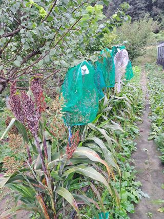 표고버섯18837님의 자유주제 · 자유게시판 작성글 사진