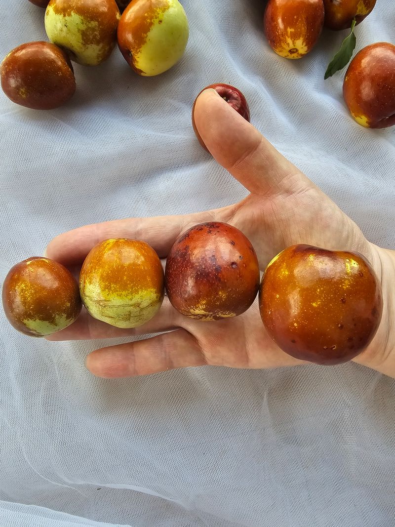 천승준님의 장터 판매 상품 [밀양 사과대추 1kg] 첨부 사진