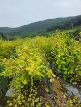 팜모닝 자유주제·자유게시판 게시글 이미지