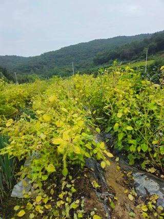 이무기님의 자유주제 · 자유게시판 작성글 사진