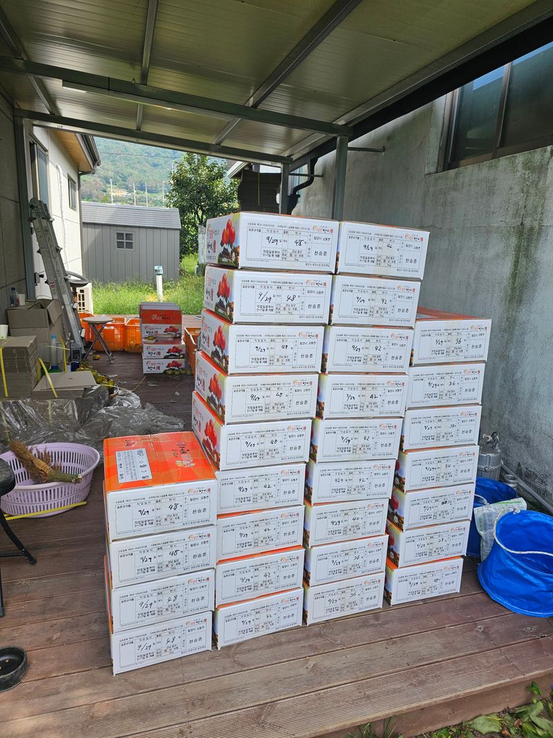 천승준님의 장터 판매 상품 [반시(홍시감) 5kg] 첨부 사진