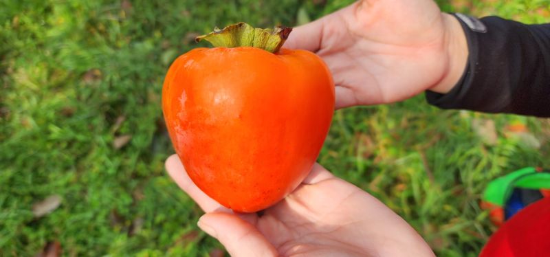 황금빛농원님의 장터 판매 상품 [영암 대봉감 10kg 특품] 첨부 사진