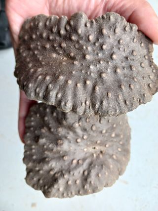 산성골농장님의 자유주제 · 자유게시판 작성글 사진