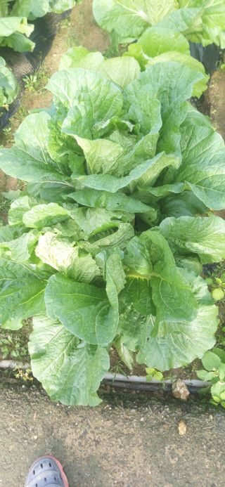 김영문님의 자유주제 · 자유게시판 작성글 사진