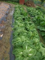 팜모닝 자유주제·자유게시판 게시글 이미지