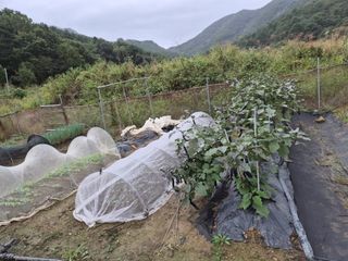 김형준님의 자유주제 · 자유게시판 작성글 사진