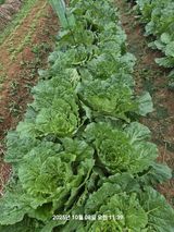 팜모닝 자유주제·자유게시판 게시글 이미지