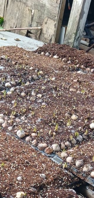 옥천서화농님의 자유주제 · 자유게시판 작성글 사진