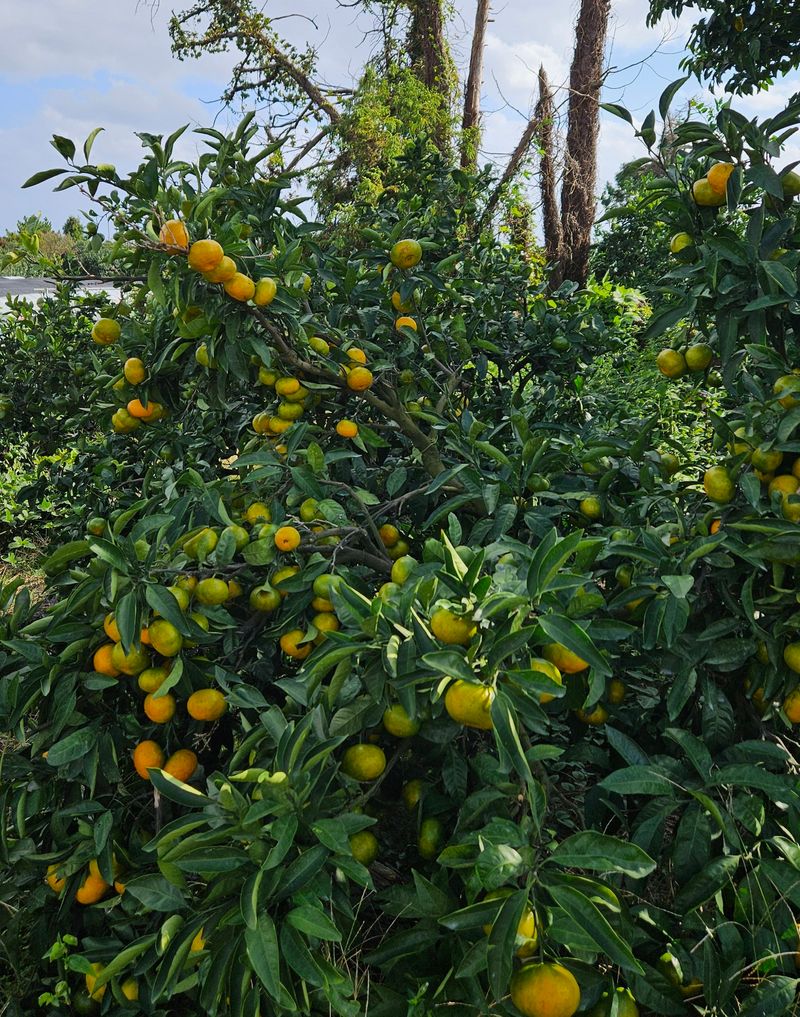 고강농원 강영자님의 장터 판매 상품 [고강농원 노지귤 5kg] 첨부 사진