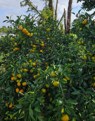 고강농원 강영자님의 작성글 사진