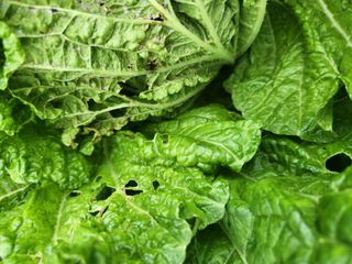 대구중구삼식할머니님의 자유주제 · 건의해요 작성글 사진