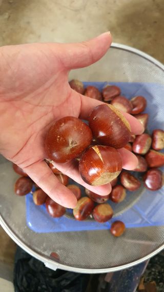 서울농원묘목님의 자유주제 · 자유게시판 작성글 사진