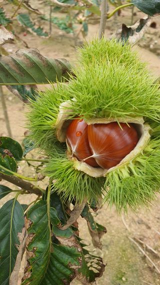 서울농원묘목님의 자유주제 · 자유게시판 작성글 사진