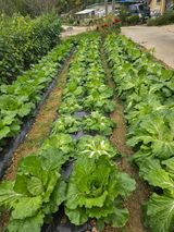 팜모닝 자유주제·자유게시판 게시글 이미지