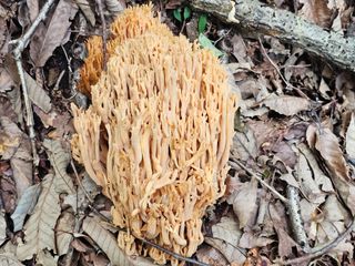 백용기님의 자유주제 · 자유게시판 작성글 사진