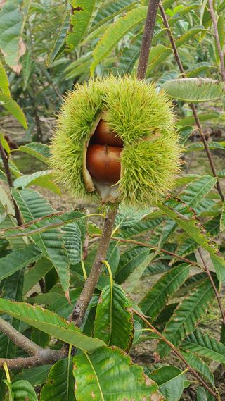 서울농원묘목님의 자유주제 · 자유게시판 작성글 사진