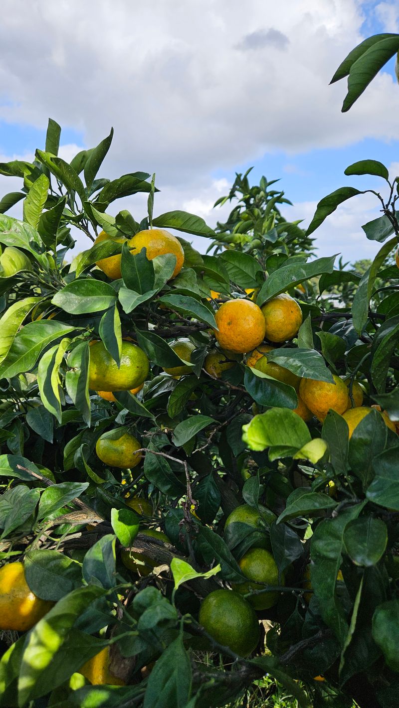고강농원 강영자님의 장터 판매 상품 [고강농원 노지귤 5kg] 첨부 사진