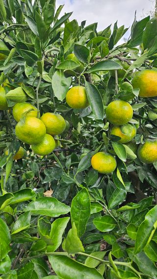 고강농원 강영자님의 작성글 사진