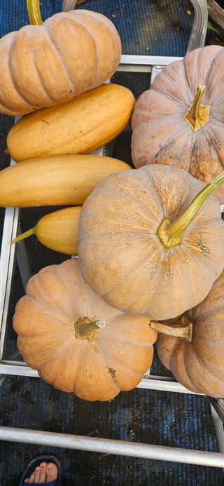 임 촌장.님의 자유주제 · 자유게시판 작성글 사진