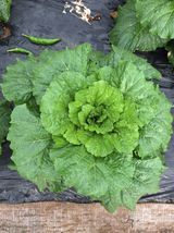 팜모닝 자유주제·자유게시판 게시글 이미지