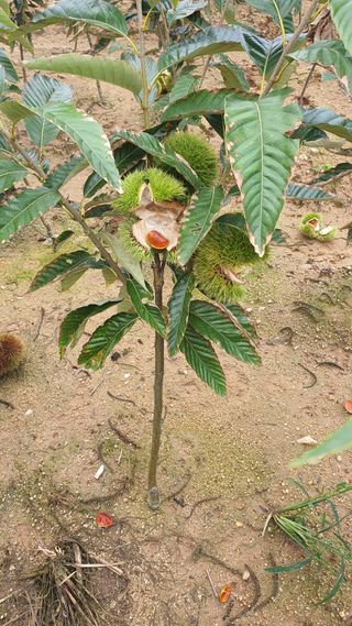 서울농원묘목님의 자유주제 · 자유게시판 작성글 사진