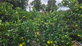 고강농원 강영자님의 작성글 사진