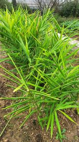 팜모닝 자유주제·자유게시판 게시글 이미지