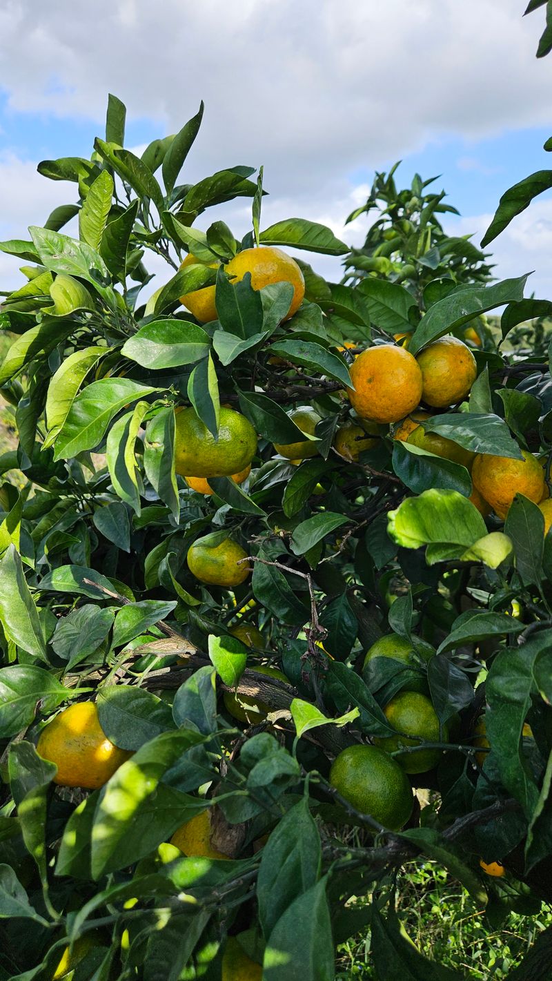 고강농원 강영자님의 장터 판매 상품 [고강농원 노지귤 5kg] 첨부 사진