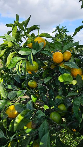 고강농원 강영자님의 작성글 사진